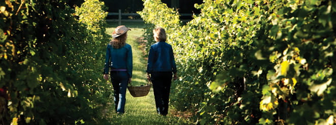 Two women walking in a vineyard with a basket